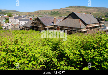 Japanese Knotweed growing vigerously in a Maesteg graveyard it is endemic in the industrial valleys of South Wales UK Stock Photo