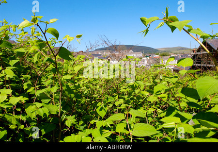 Japanese Knotweed growing vigerously in a Maesteg graveyard it is endemic in the industrial valleys of South Wales UK Stock Photo