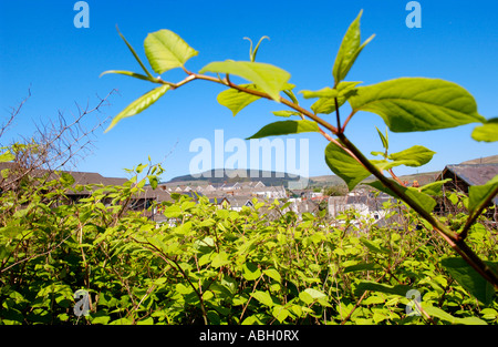 Japanese Knotweed growing vigerously in a Maesteg graveyard it is endemic in the industrial valleys of South Wales UK Stock Photo