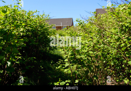 Japanese Knotweed growing vigerously in a Maesteg graveyard it is endemic in the industrial valleys of South Wales UK Stock Photo