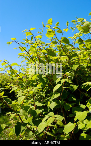 Japanese Knotweed growing vigerously in a Maesteg graveyard it is endemic in the industrial valleys of South Wales UK Stock Photo