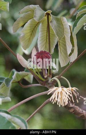 Guarumo close up. Cecropia sp tree from Panama, Central America Stock ...
