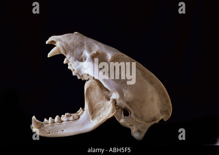 Badger Skull with jaws open showing teeth Stock Photo