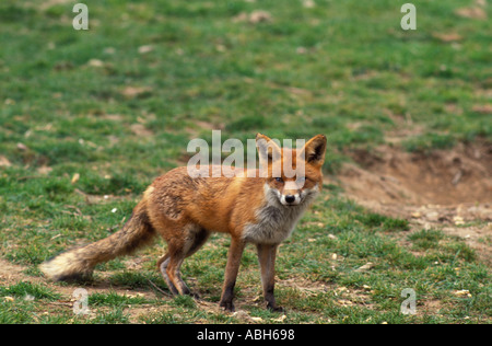 Red fox on grass verge looking startled Stock Photo