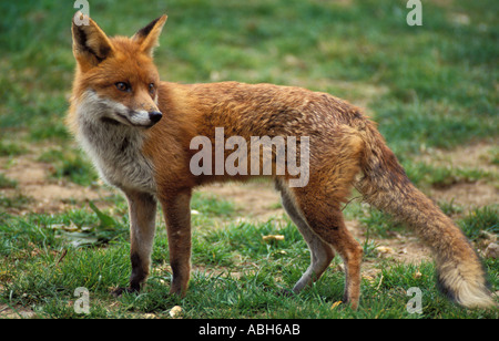 Red fox on grass verge Stock Photo