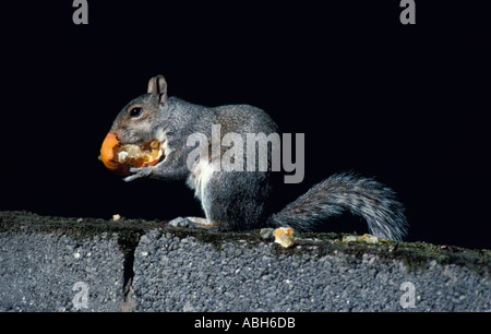 Grey squirrel eating orange park Stock Photo