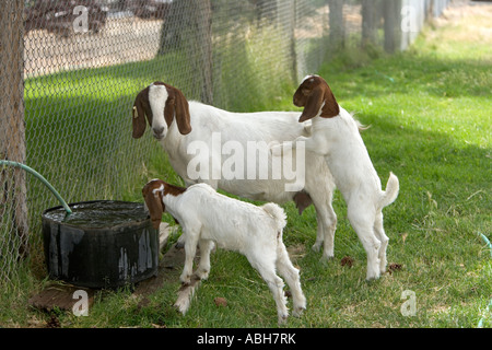 Goat with two kids drinking water, Oregon Stock Photo