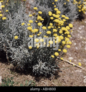 Cotton lavender Santolina spp flowering in garden border in Devon Stock Photo