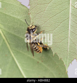 A leaf cutter bee Megachile centuncularis cutting a rose leaf Stock Photo