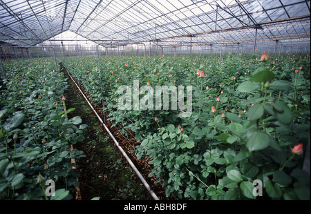 Pink budding rose crop in large modern glasshouse Bedfordshire Stock Photo