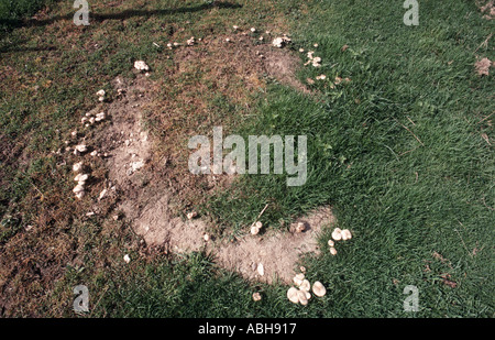 Fairy ring in short pasture showing fungi growing Devon England Stock Photo