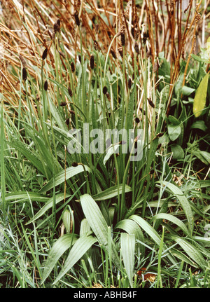Close up of flowering ribwort plantain Plantago lanceolata plant at edge of crop Stock Photo