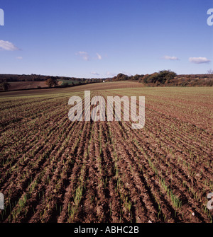 Young winter wheat crop in autumn afternoon light in field in Devon Stock Photo