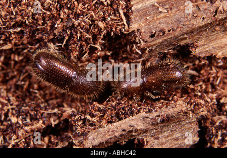 Bark beetles Ips typographus in damaged wood damaged Stock Photo