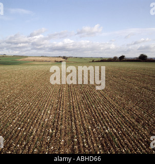 Young wheat crop emerging on stony downland field drill slots are clearly evident Stock Photo