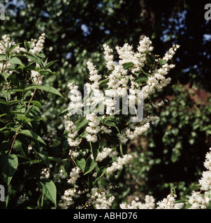 Deutzia flowers in Devon garden Stock Photo