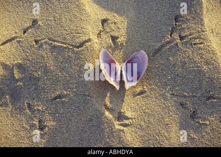 AMA76984 Nature closeup conceptual abstract showing shell on sand Stock Photo