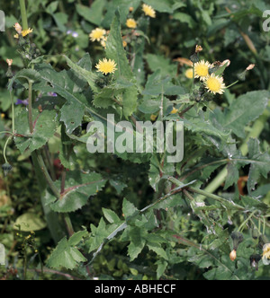 Smooth sow thistle Sonchus oleraceus flowering in Devon Stock Photo