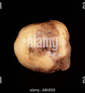 Ring rot Corynebacterium sepedonicum potato tuber stolon end damage ...