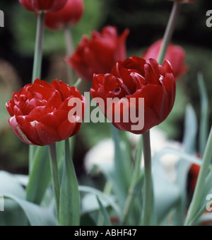 Closeup of a dark red double peony with layered petals. Great for — free download