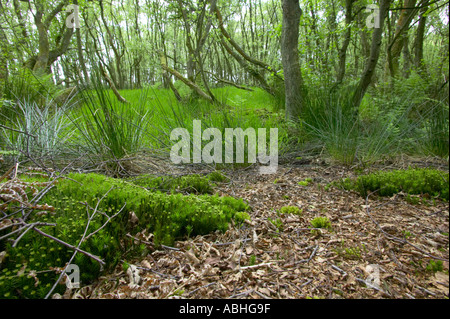 woodland growing on damp ground alongside a raised bog with moss and birch Stock Photo