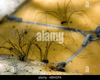 Group of Harvestman or Daddy Longlegs (Phalangium opilio)under a discarded sofa Stock Photo