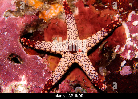 Sea star in Raja Ampat off Papua Stock Photo
