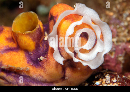 eggs of nudibranch, Jorunna funebris, on a reef in Raja Ampat Stock Photo