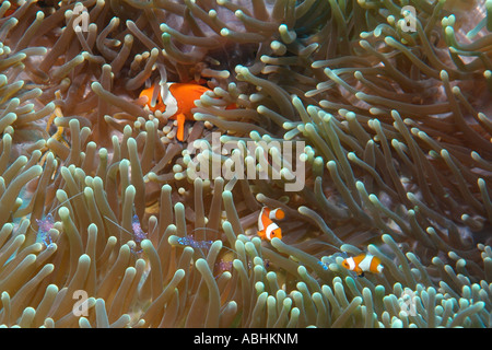 False clown anemonefish, Amphiprion ocellaris, in Raja Ampat Stock Photo