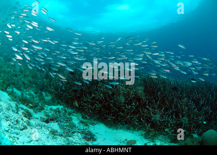 School of lunar fusilier fish over a coral reef in Raja Ampat Stock Photo