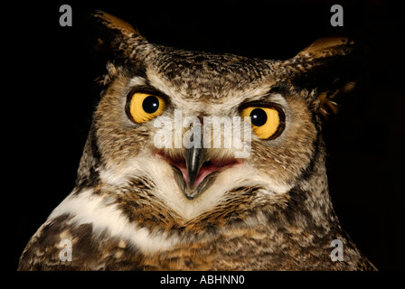 Great horned owl, Bubo virginianus, close-up of head, mouth open, looking at camera at night Stock Photo