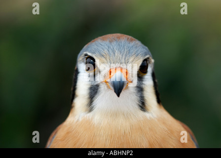 American kestrel, Falco sparverius, close-up of face showing facial stripes Stock Photo