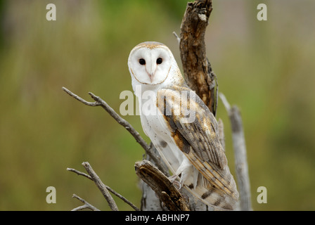 Barn owl, Tyto alba, close-up, perched on  branch, looking at camera Stock Photo