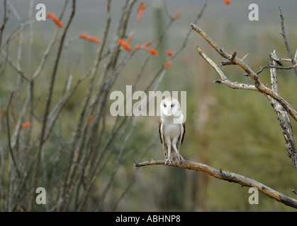 Barn owl, Tyto alba, perched on branch, looking at camera Stock Photo