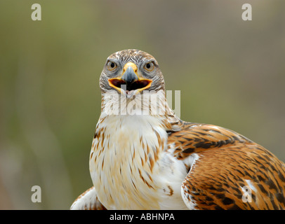 Ferruginous hawk, Buteo regalis, close-up of body and head looking at camera Stock Photo