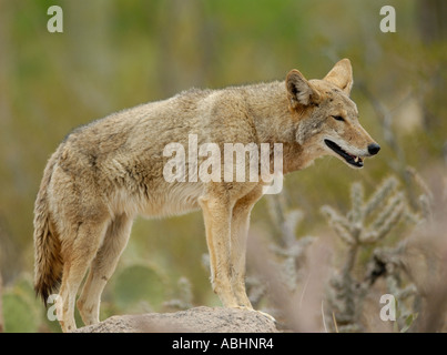 Coyote, Canis latrans, in desert habitat Stock Photo