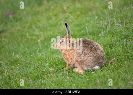 Brown Hare Lepus europaeus grazing in grass meadow Stock Photo