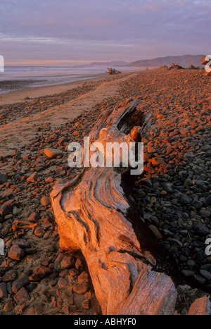 Driftwood at sunset on the beach at Cape Meares Oregon USA Stock Photo