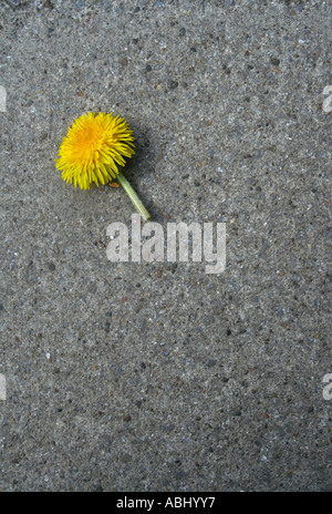 Dandelion on pavement, Glasgow, Scotland, UK. Stock Photo