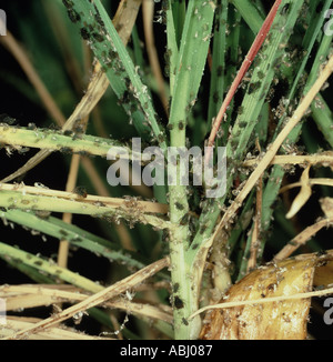 Severe aphid infestation of the basal leaves of a young barley plant Stock Photo
