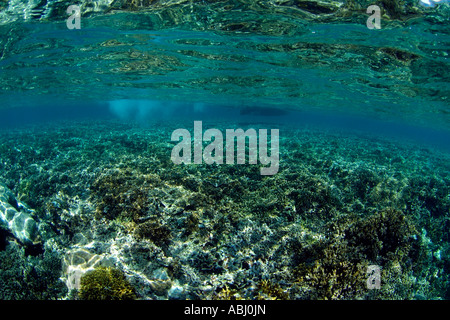 Coral reefs, island of Bunaken. Stock Photo