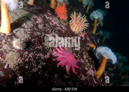 Frilled anemones in the Gulf of Saint Lawrence, North Quebec Stock Photo