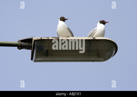 Two Black Headed Gulls, larus ridibundus, perched on a streetlight, Blair Atholl, Perthshire, Scotland, UK Stock Photo