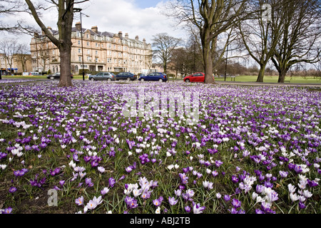 Crocuses on the Stray in Harrogate Yorkshire UK Stock Photo