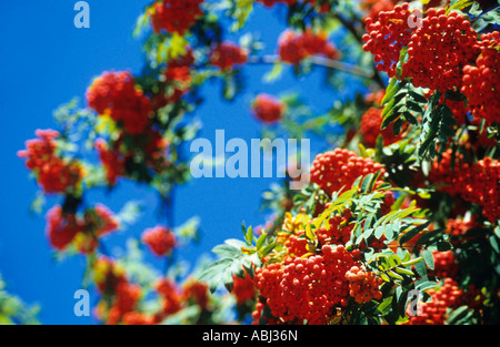 Rowan - Sorbus aucuparia - fruits Stock Photo