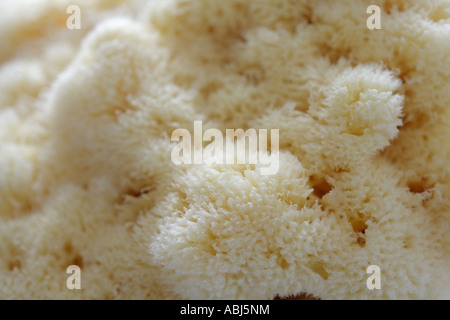 Natural bath sponge lat spongia officinalis full frame Stock Photo