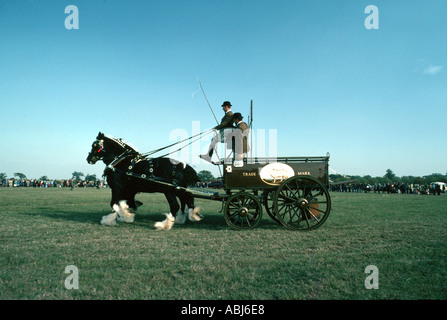 Shire horse pulling a dray Stock Photo