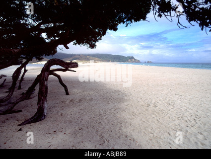 opito bay beach corramandel white sand new zealand Stock Photo