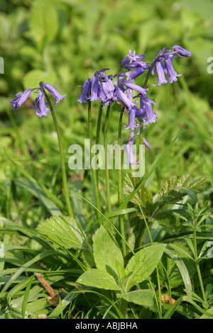 Bluebells, Hyacinthoides non-scripta (syn. Endymion non-scriptum, Scilla non-scripta), Hyacinthaceae, Whippendell Woods, Watford Stock Photo