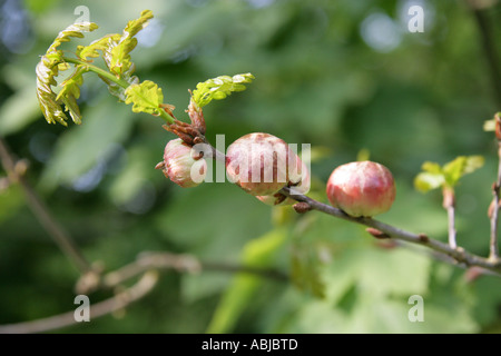 Oak Apple Gall Wasp Gall, Biorhiza pallida, Cynipoidea, Hymenoptera Stock Photo